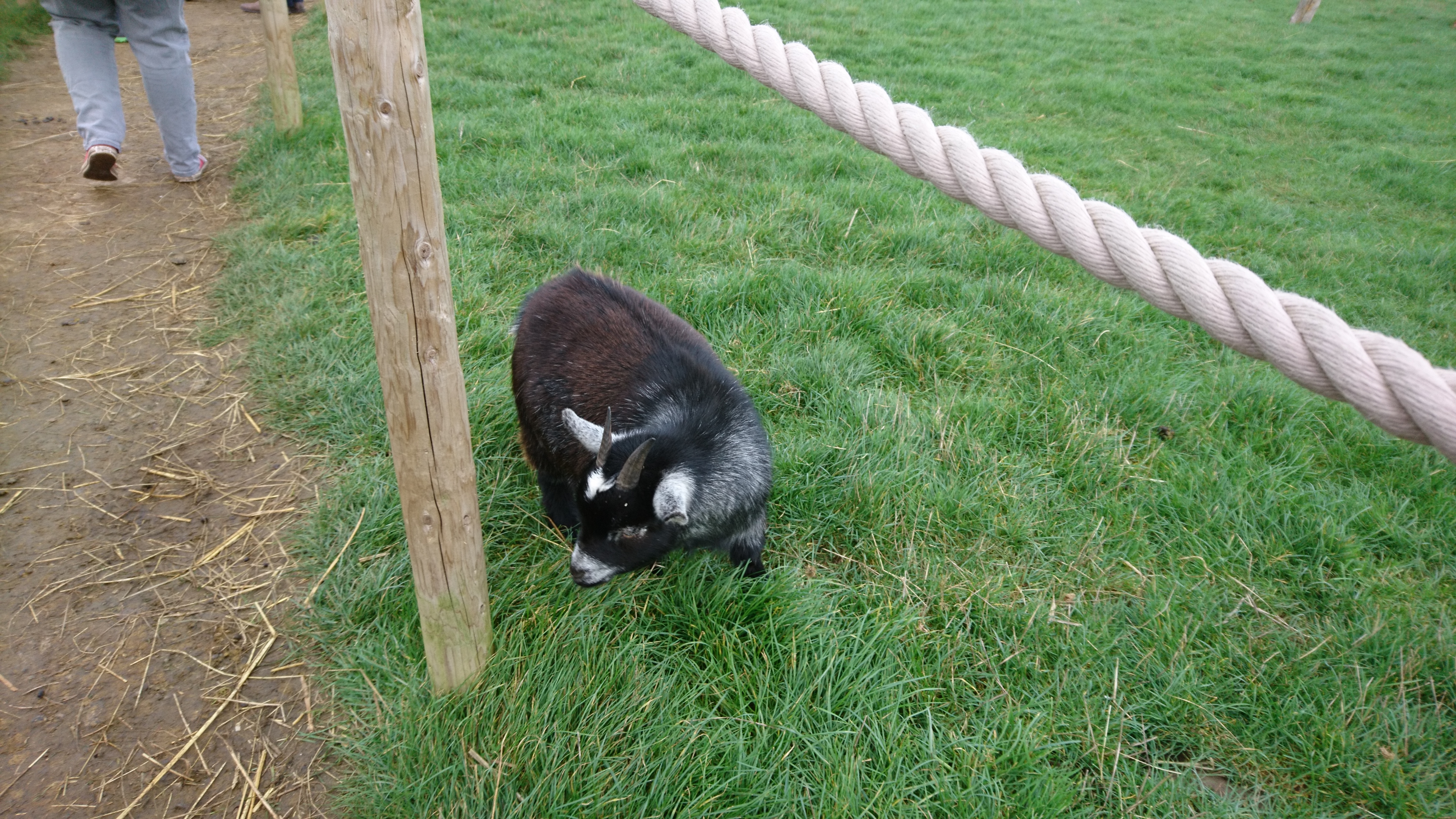 The goats at Green Dragon Eco farm