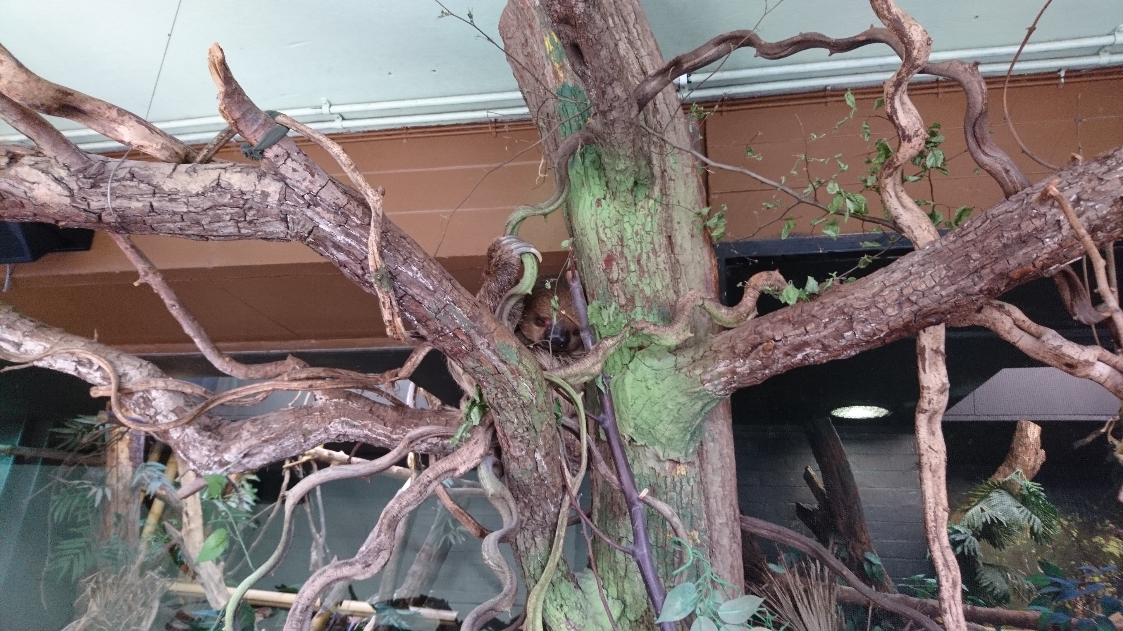 A male sloth hiding in trees at ZSL London Zoo