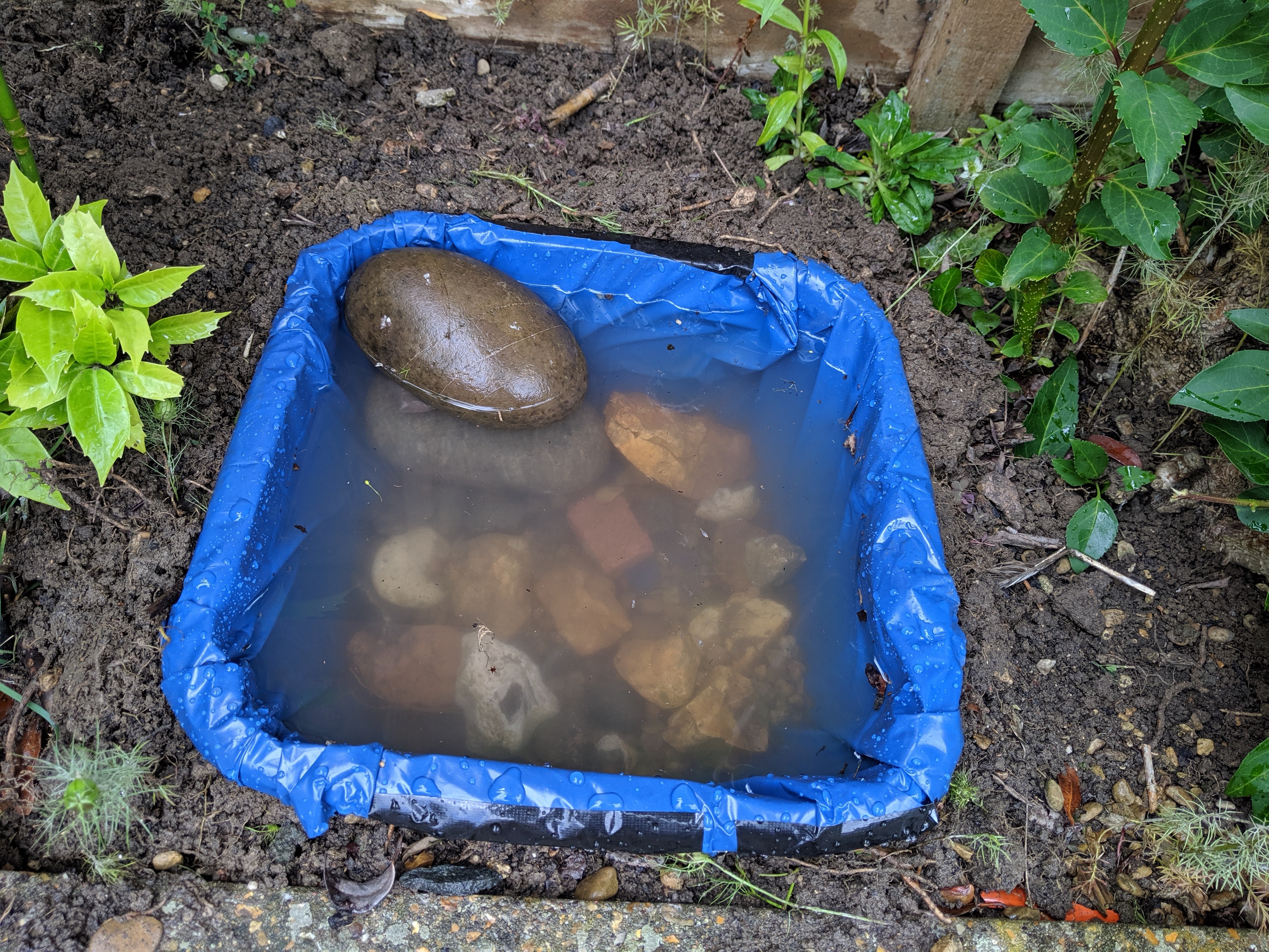 Make a wildlife pond | Free Time with the Kids