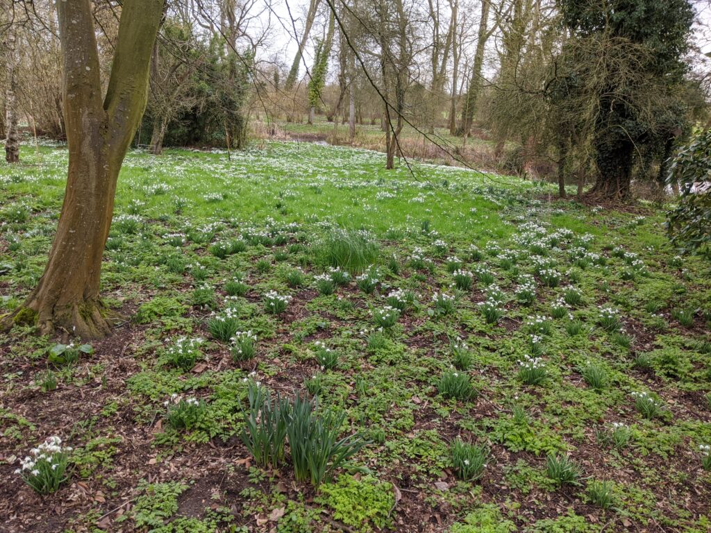 Snowdrop walks Oxfordshire | Free Time with the Kids