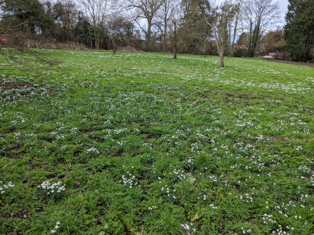 Snowdrop walks Oxfordshire | Free Time with the Kids