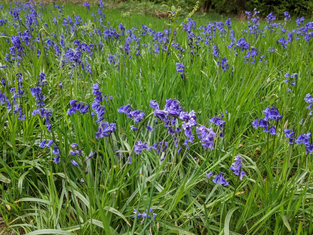 Ling Ride, Ashridge review, Hertfordshire | Free Time with the Kids