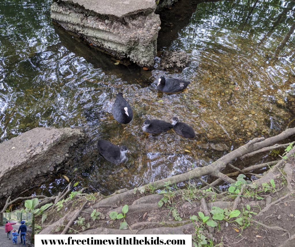 Rickmansworth Aquadrome Review, Hertfordshire | Review by Free Time with the Kids | Free and cheap things to do in Hertfordshire with children. 