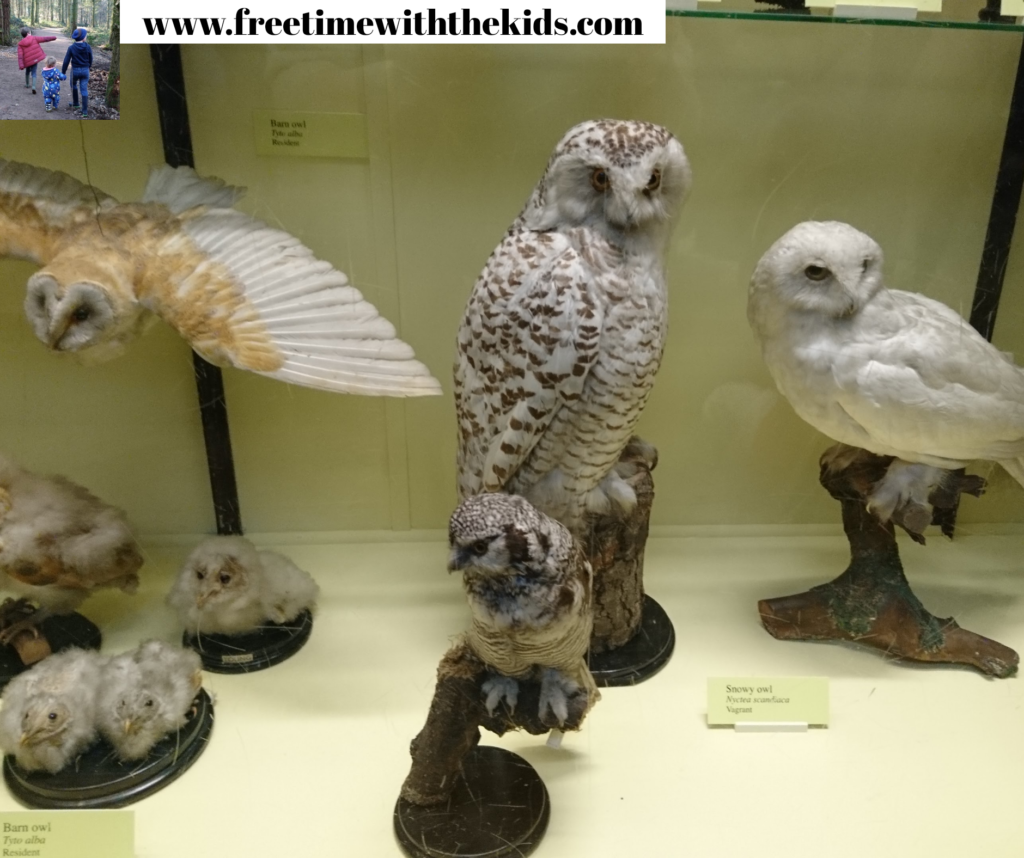 Tring Natural History Museum, Hertfordshire | Review by Free Time with the Kids | Free family day out