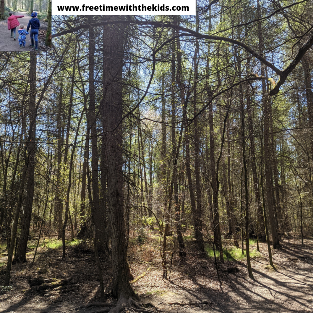 Penn Woods | Amersham, Buckinghamshire | Woodland walks | Bluebells | Review by Free Time with the Kids