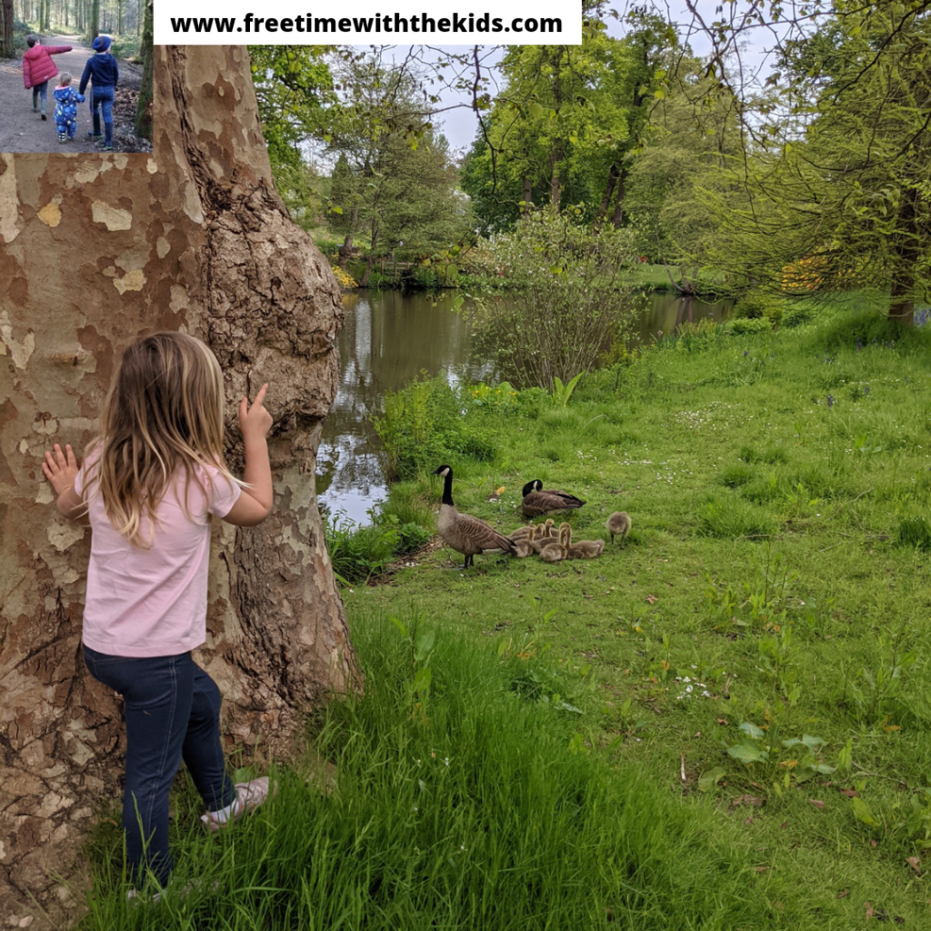 The Savill Garden Review, Windsor Great Park, Berkshire | Free Time with the Kids | Family days out