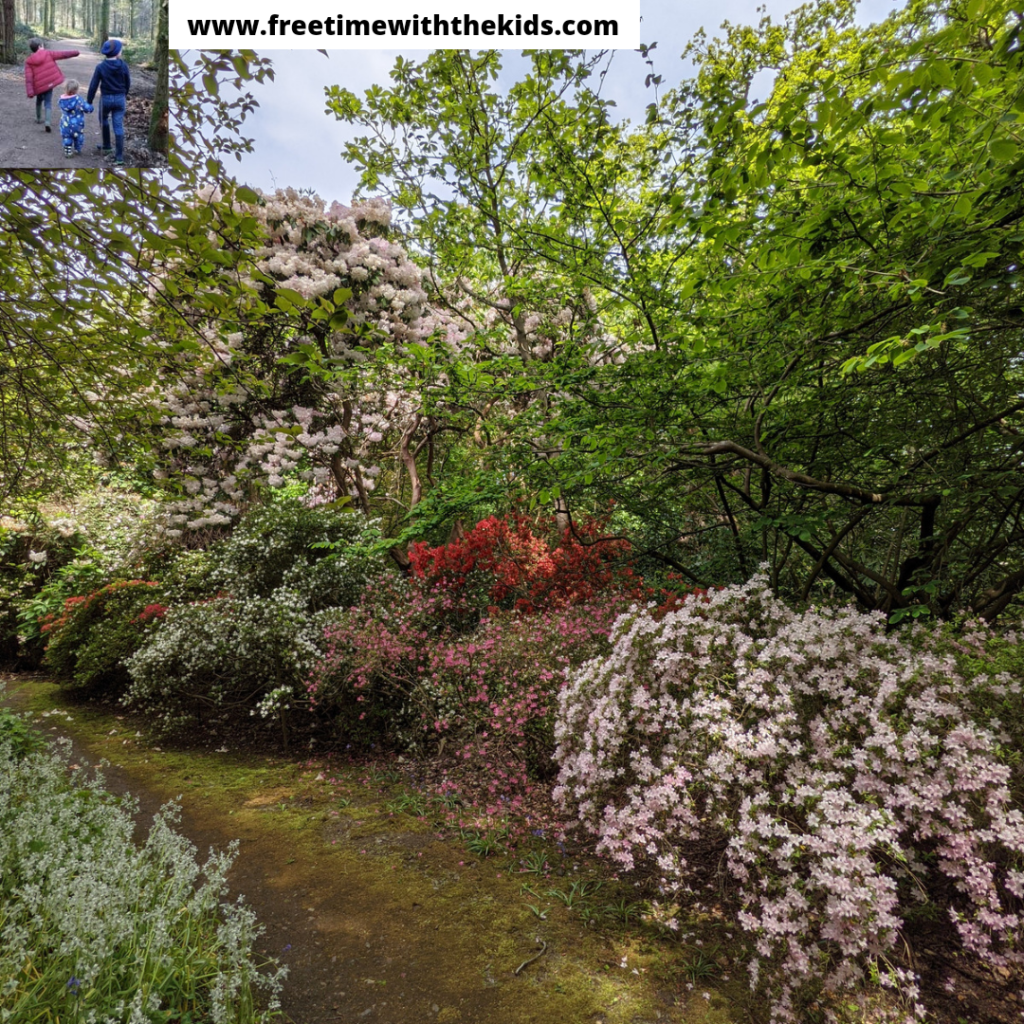 The Savill Garden Review, Windsor Great Park, Berkshire | Free Time with the Kids | Family days out