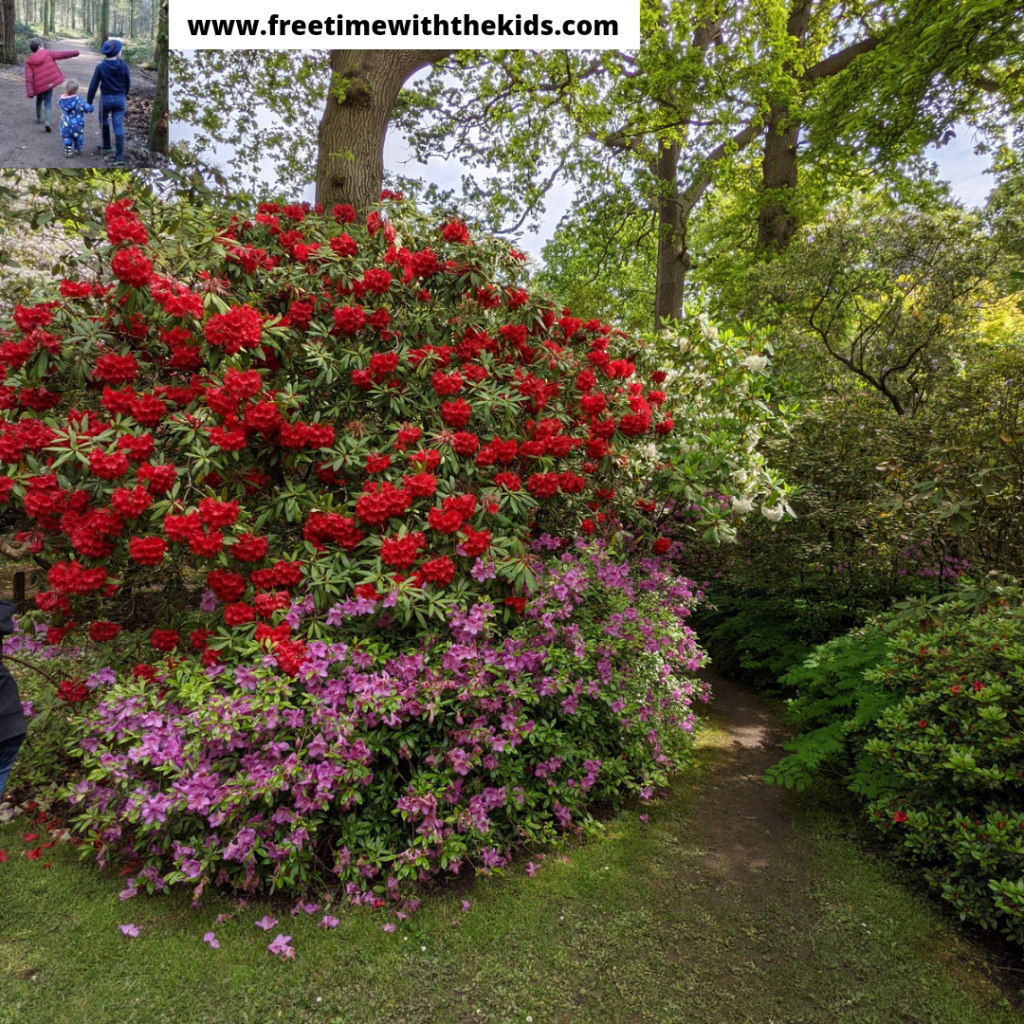The Savill Garden Review, Windsor Great Park, Berkshire | Free Time with the Kids | Family days out
