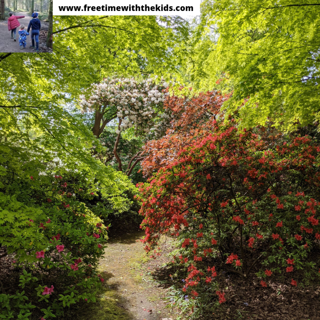 The Savill Garden Review, Windsor Great Park, Berkshire | Free Time with the Kids | Family days out