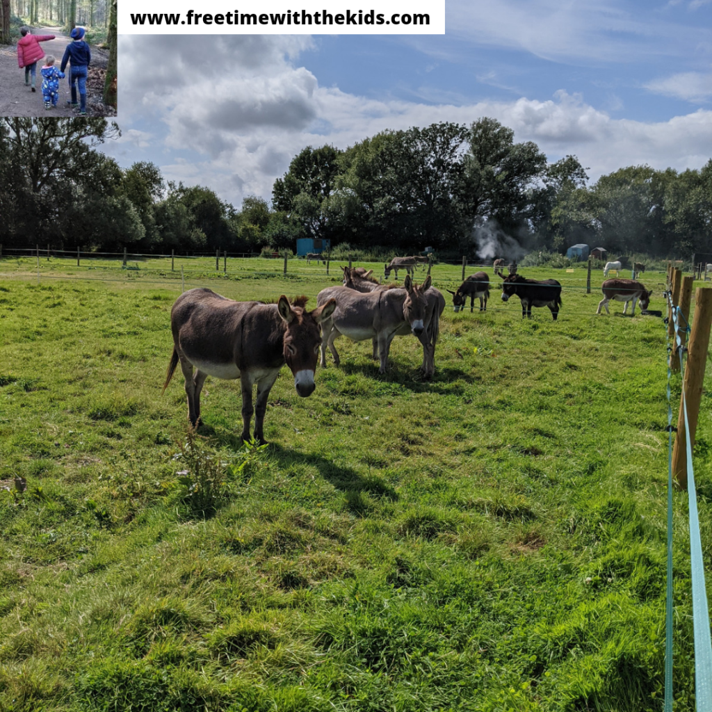Island Farm Donkey Sanctuary Review, Wallingford, Oxfordshire | Free Time with the Kids | Free family days out in Oxon