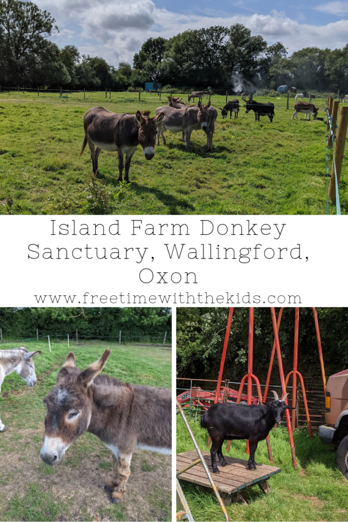 Island Farm Donkey Sanctuary Review, Wallingford, Oxfordshire | Free Time with the Kids | Free family days out in Oxon