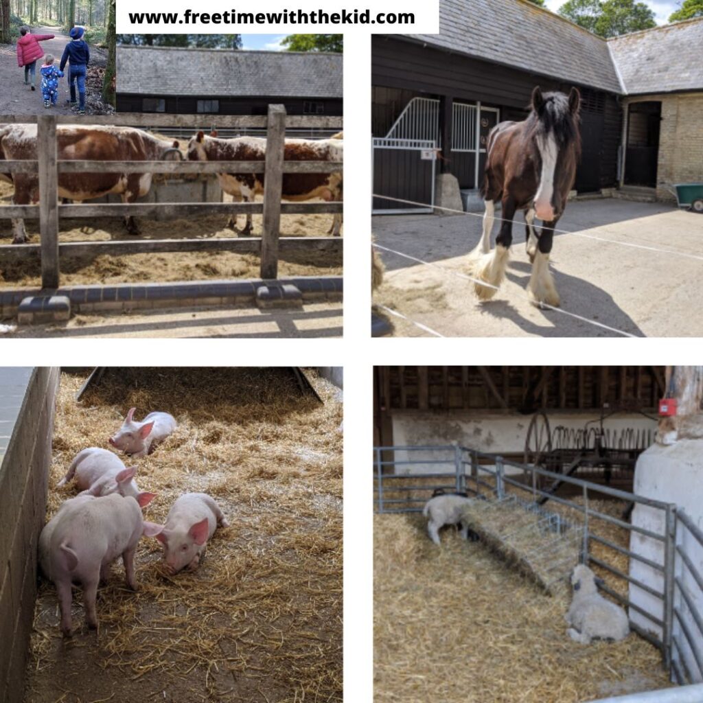 Wimpole Hall, Cambridgeshire review | Free Time with the Kids | Cheap family days out in the UK | National Trust