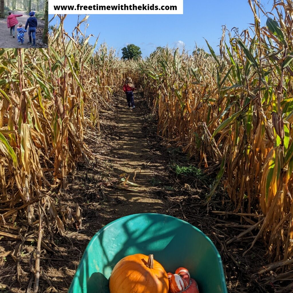 Lillingstone pick your own pumpkin patch, Buckingham review | Free Time with the Kids | PYO pumpkins in Bucks