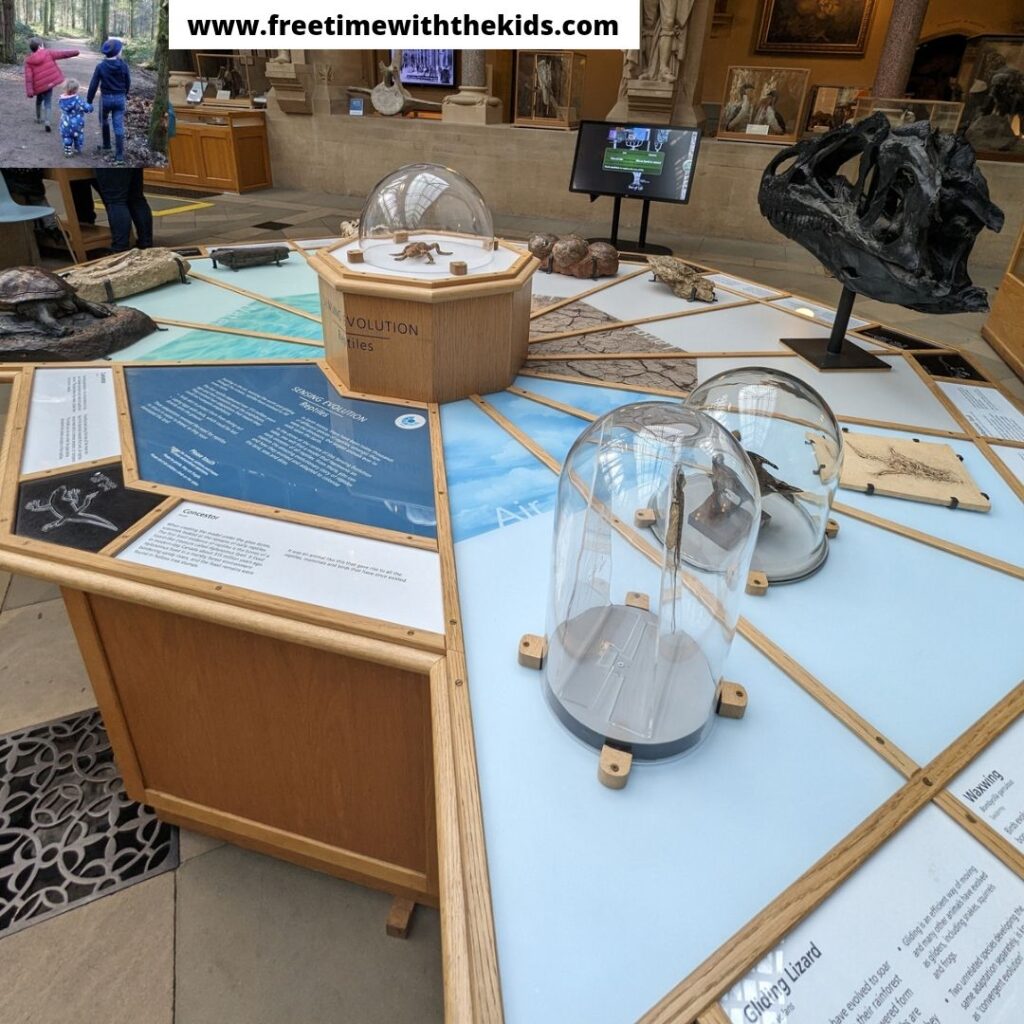 Review of Oxford Natural History Museum | Review by Free Time with the Kids