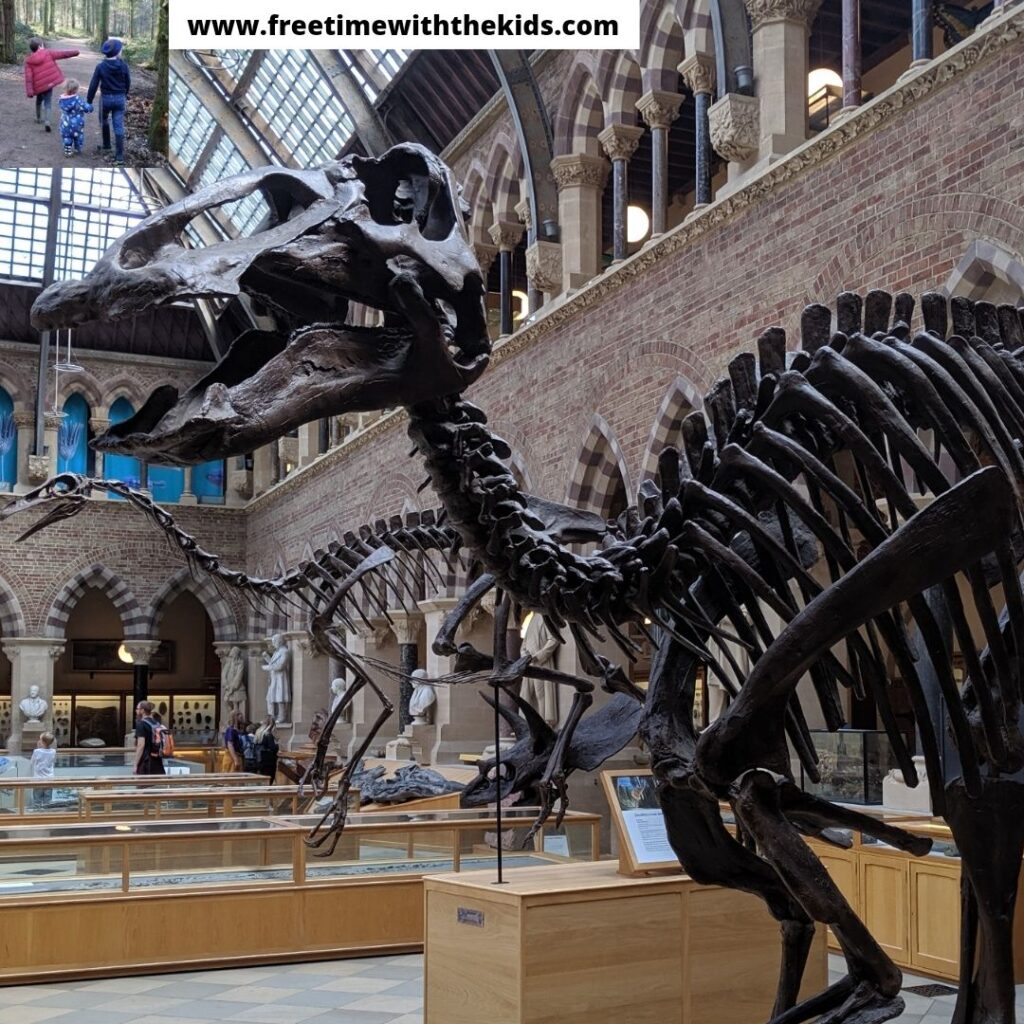 Review of Oxford Natural History Museum | Review by Free Time with the Kids
