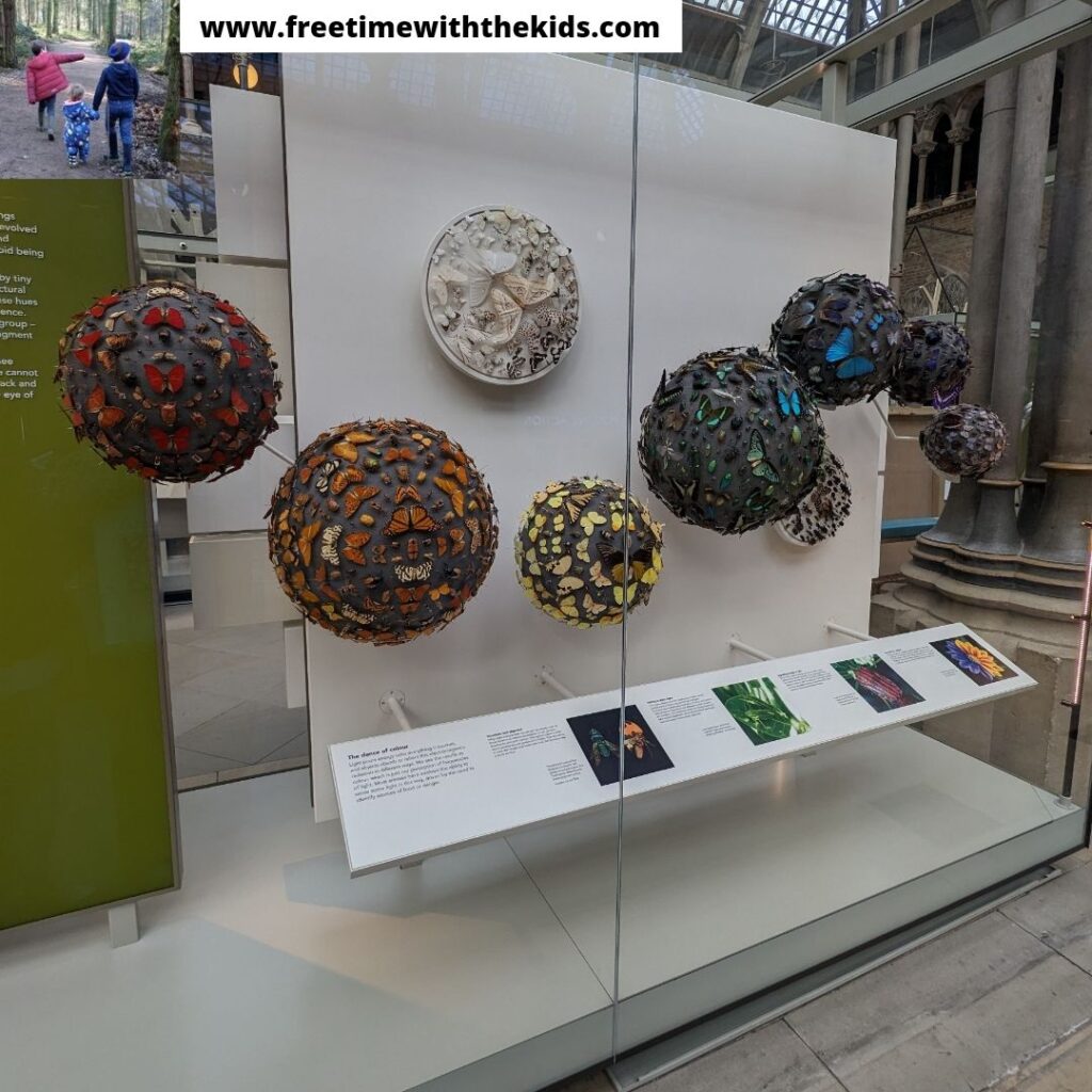 Review of Oxford Natural History Museum | Review by Free Time with the Kids