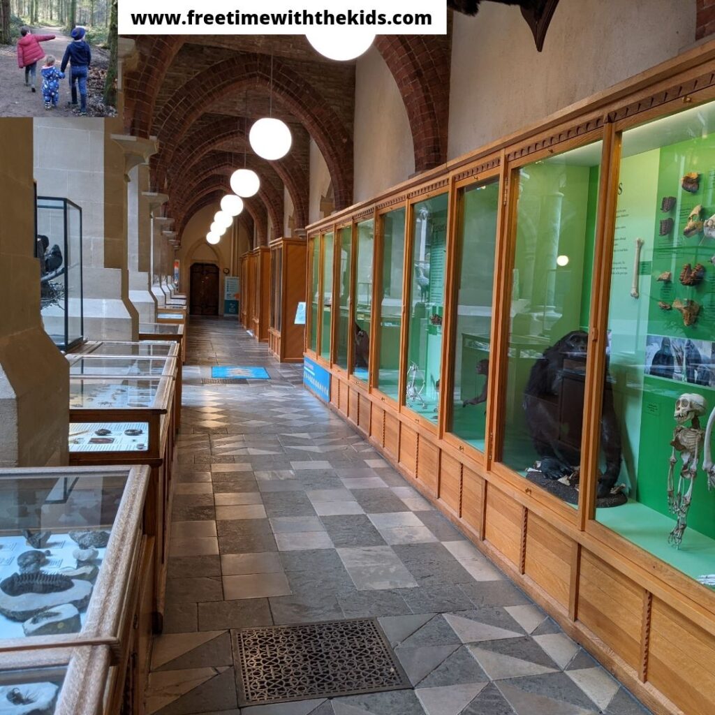 Review of Oxford Natural History Museum | Review by Free Time with the Kids